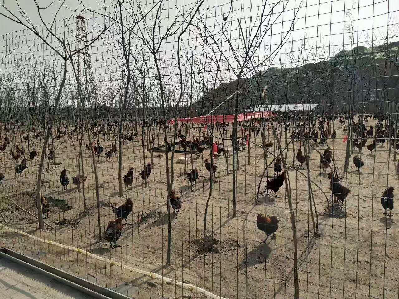 蒲城客戶養(yǎng)雞場