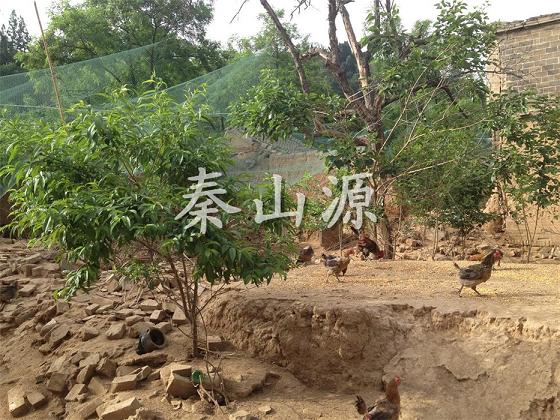 合陽客戶養(yǎng)雞場