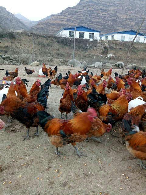 隴南養(yǎng)雞場隨拍